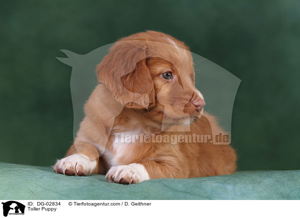 Toller Welpe / Toller Puppy / DG-02834