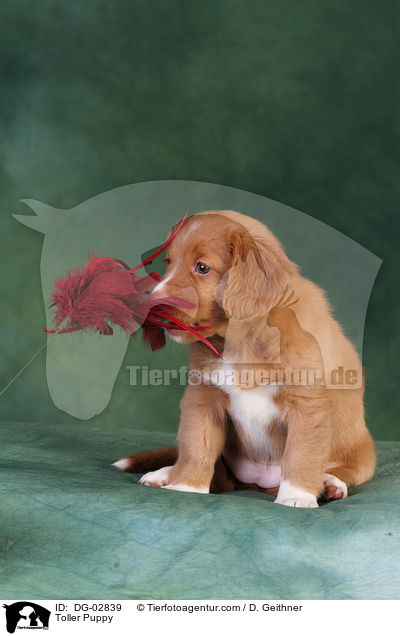 Toller Welpe / Toller Puppy / DG-02839