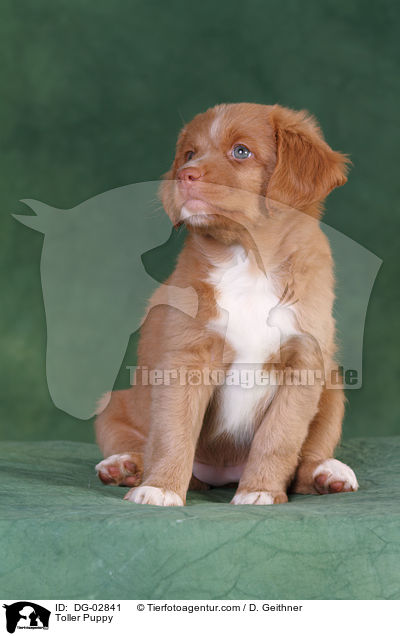 Toller Welpe / Toller Puppy / DG-02841