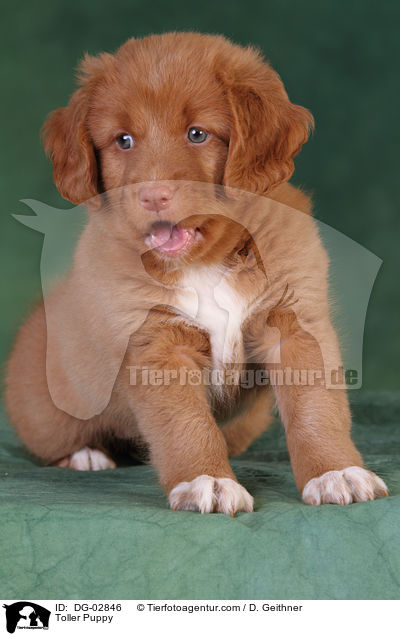 Toller Welpe / Toller Puppy / DG-02846