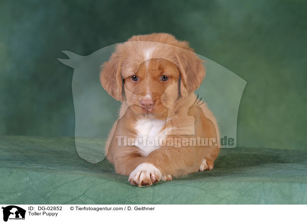 Toller Welpe / Toller Puppy / DG-02852