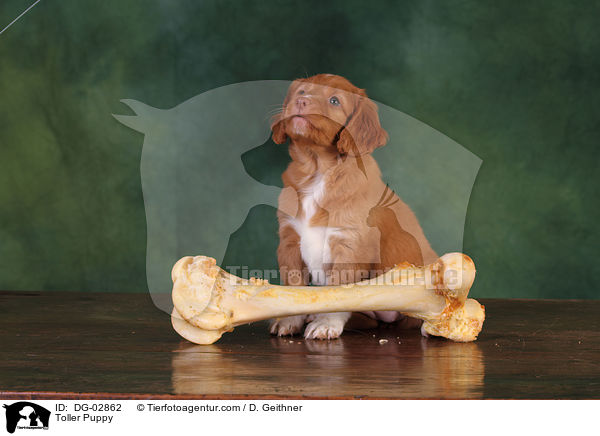 Toller Welpe / Toller Puppy / DG-02862