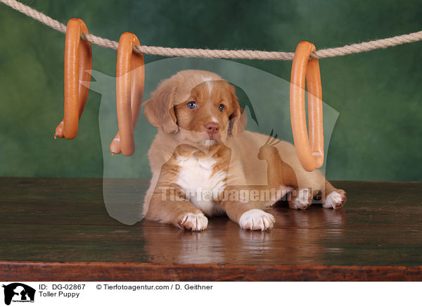 Toller Welpe / Toller Puppy / DG-02867