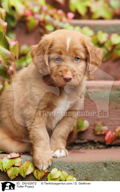 Toller Welpe / Toller Puppy / DG-02872