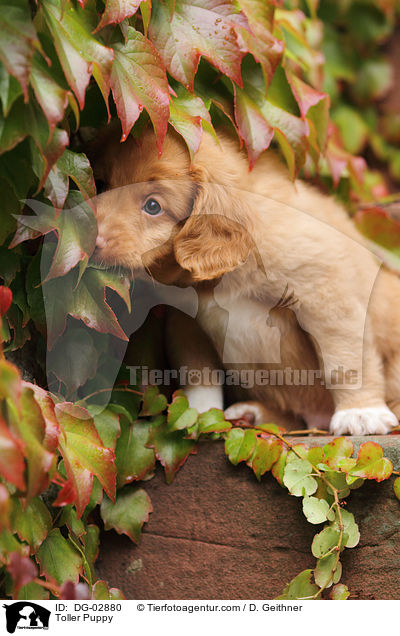 Toller Welpe / Toller Puppy / DG-02880