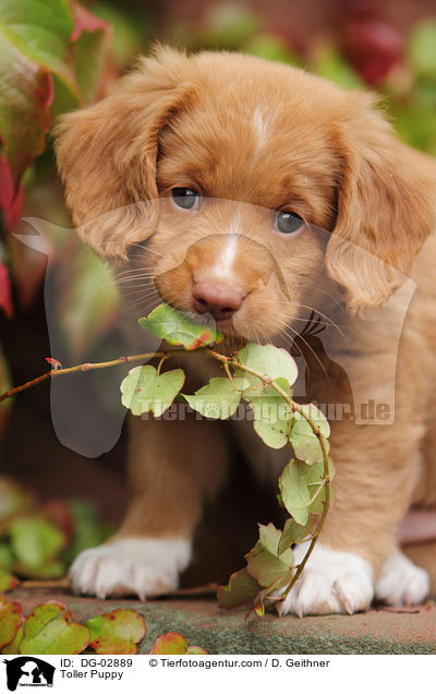 Toller Welpe / Toller Puppy / DG-02889