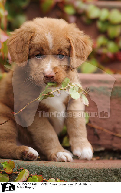 Toller Welpe / Toller Puppy / DG-02898