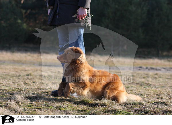 Nova Scotia Duck Tolling Retriever rennt los / running Toller / DG-03257