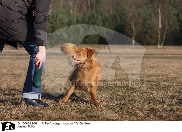 spielender Nova Scotia Duck Tolling Retriever / playing Toller / DG-03266