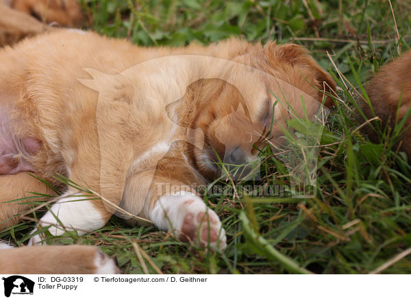 Nova Scotia Duck Tolling Retriever Welpe / Toller Puppy / DG-03319