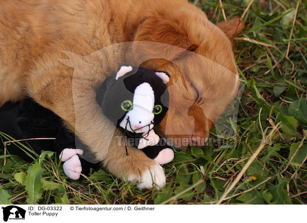 Nova Scotia Duck Tolling Retriever Welpe / Toller Puppy / DG-03322