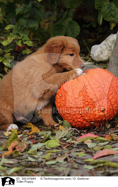 Nova Scotia Duck Tolling Retriever Welpe / Toller Puppy / DG-03984