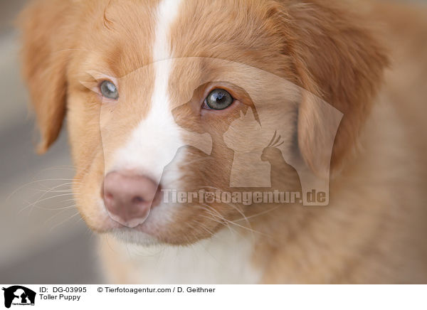 Nova Scotia Duck Tolling Retriever Welpe / Toller Puppy / DG-03995