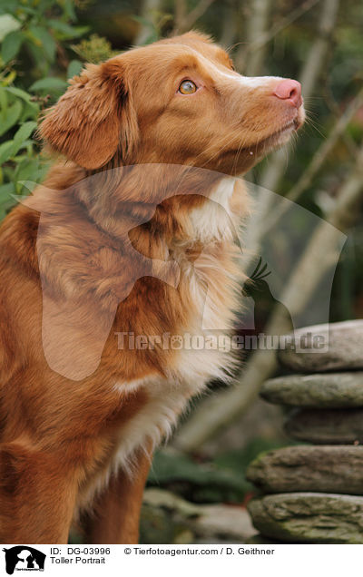 Nova Scotia Duck Tolling Retriever Portrait / Toller Portrait / DG-03996