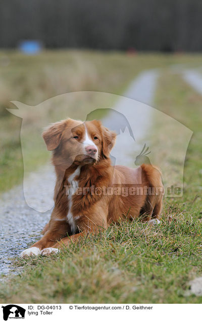 liegender Nova Scotia Duck Tolling Retriever / lying Toller / DG-04013