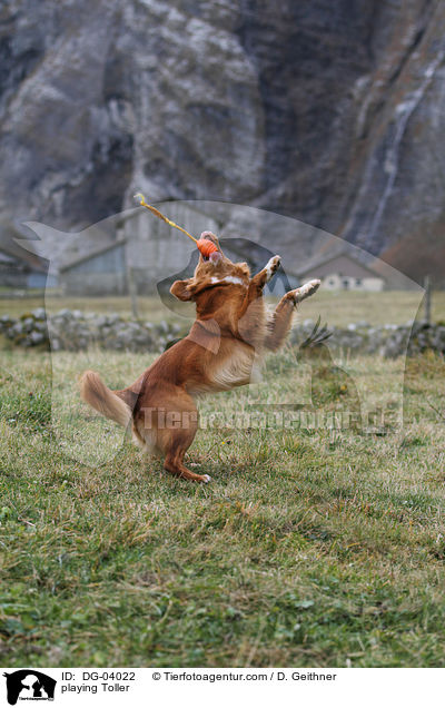 spielender Nova Scotia Duck Tolling Retriever / playing Toller / DG-04022