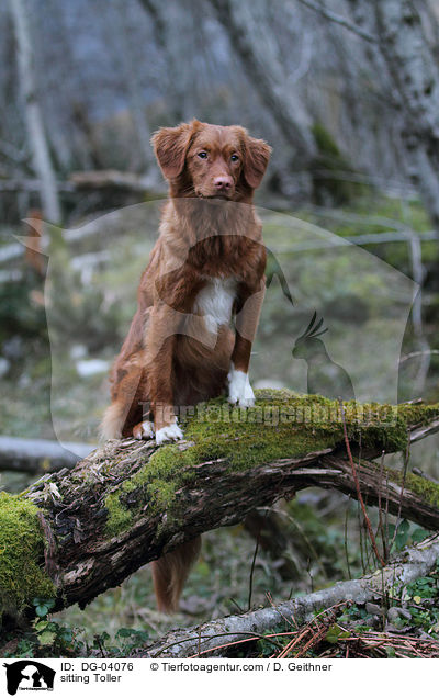 sitzender Nova Scotia Duck Tolling Retriever / sitting Toller / DG-04076