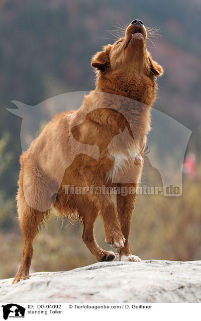 stehender Nova Scotia Duck Tolling Retriever / standing Toller / DG-04092