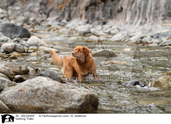 badender Nova Scotia Duck Tolling Retriever / bathing Toller / DG-04097