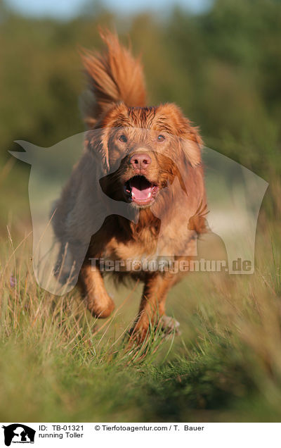 rennender Nova Scotia Duck Tolling Retriever / running Toller / TB-01321