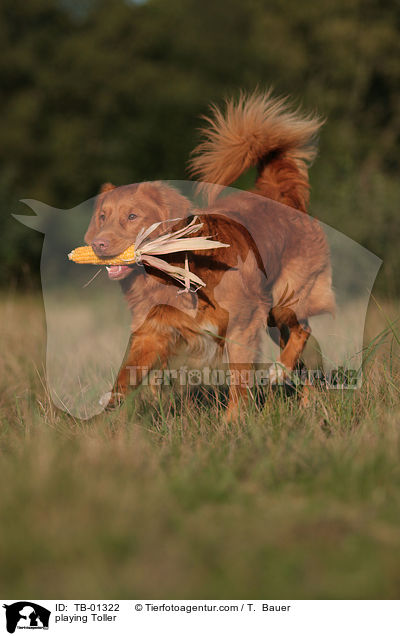 spielender Nova Scotia Duck Tolling Retriever / playing Toller / TB-01322