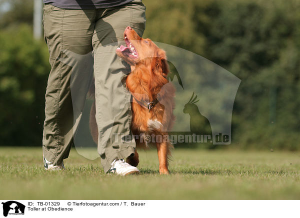 Nova Scotia Duck Tolling Retriever beim Obedience / Toller at Obedience / TB-01329