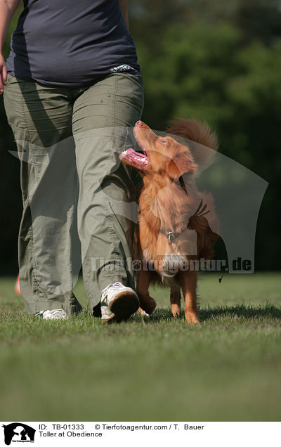 Nova Scotia Duck Tolling Retriever beim Obedience / Toller at Obedience / TB-01333