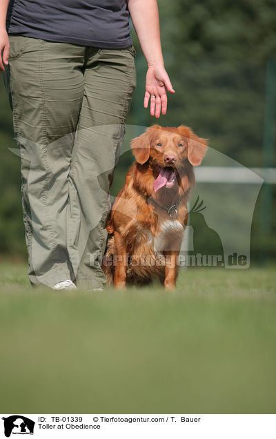 Nova Scotia Duck Tolling Retriever beim Obedience / Toller at Obedience / TB-01339