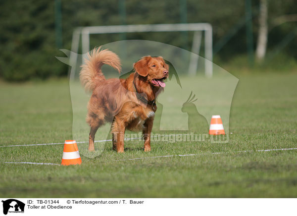 Nova Scotia Duck Tolling Retriever beim Obedience / Toller at Obedience / TB-01344