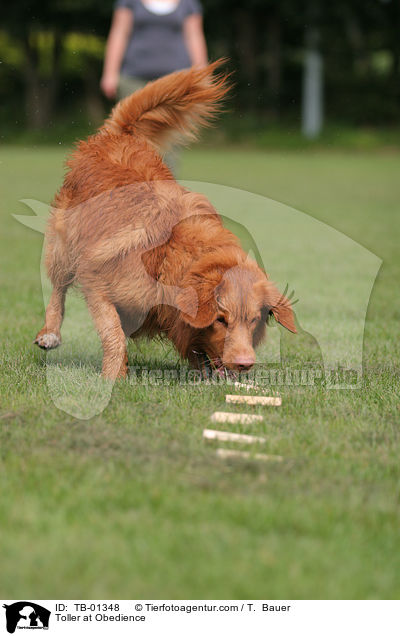 Nova Scotia Duck Tolling Retriever beim Obedience / Toller at Obedience / TB-01348