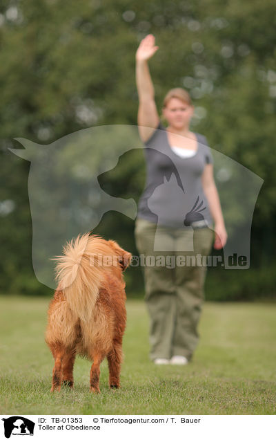 Nova Scotia Duck Tolling Retriever beim Obedience / Toller at Obedience / TB-01353