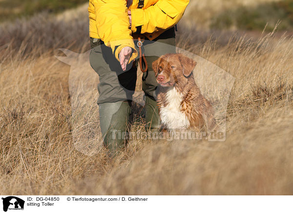 sitzender Nova Scotia Duck Tolling Retriever / sitting Toller / DG-04850