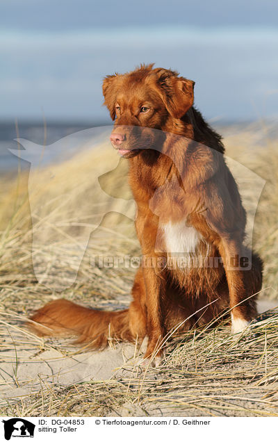 sitzender Nova Scotia Duck Tolling Retriever / sitting Toller / DG-04853