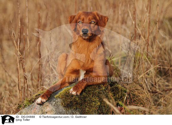 liegender Nova Scotia Duck Tolling Retriever / lying Toller / DG-04888