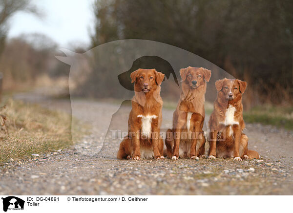 Nova Scotia Duck Tolling Retriever / Toller / DG-04891