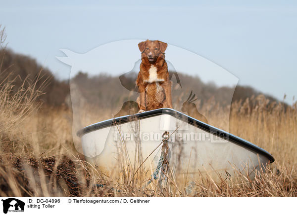 sitzender Nova Scotia Duck Tolling Retriever / sitting Toller / DG-04896