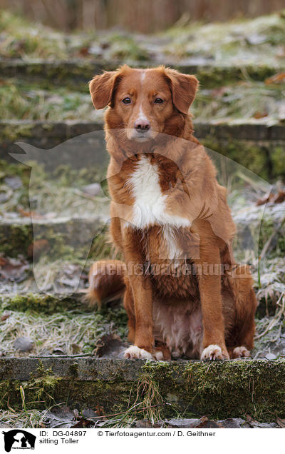 sitzender Nova Scotia Duck Tolling Retriever / sitting Toller / DG-04897