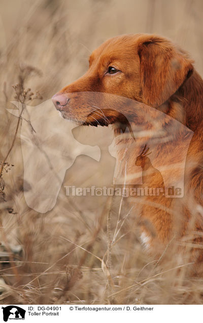 Nova Scotia Duck Tolling Retriever Portrait / Toller Portrait / DG-04901