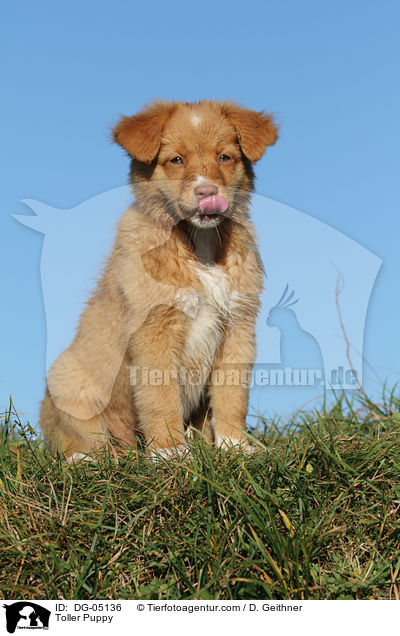 Nova Scotia Duck Tolling Retriever Welpe / Toller Puppy / DG-05136