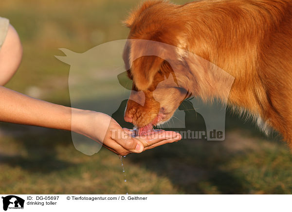 trinkender Nova Scotia Duck Tolling Retriever / drinking toller / DG-05697