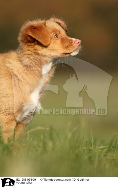 junger Nova Scotia Duck Tolling Retriever / young toller / DG-05809