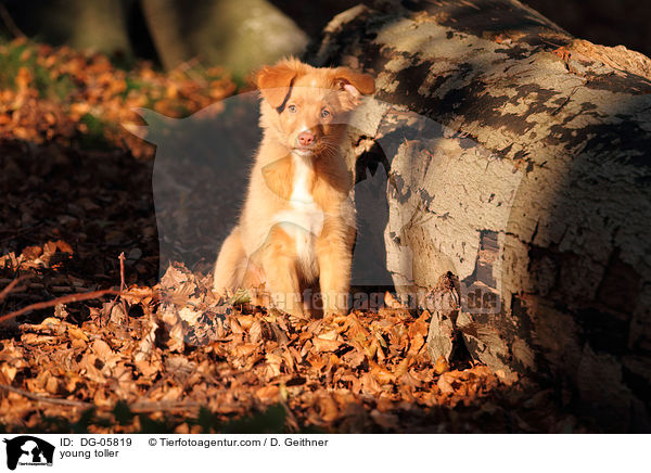 junger Nova Scotia Duck Tolling Retriever / young toller / DG-05819