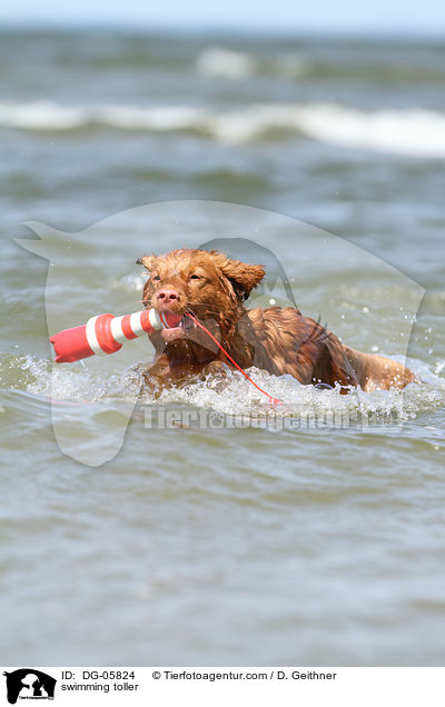 schwimmender Nova Scotia Duck Tolling Retriever / swimming toller / DG-05824