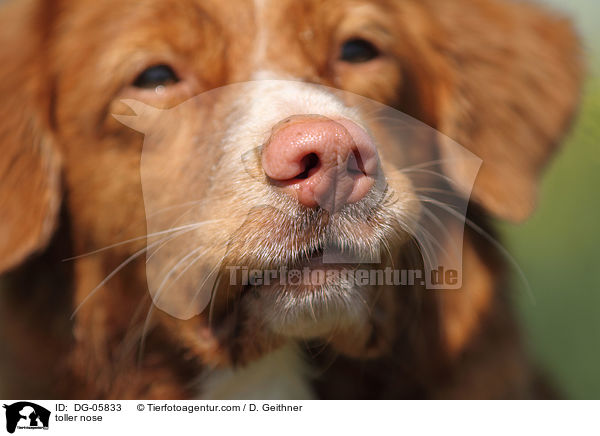 Nova Scotia Duck Tolling Retriever Nase / toller nose / DG-05833