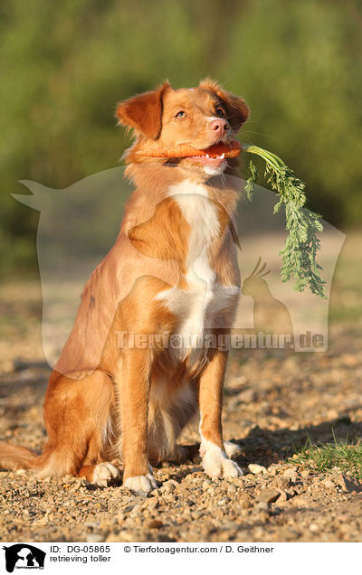 apportierender Nova Scotia Duck Tolling Retriever / retrieving toller / DG-05865