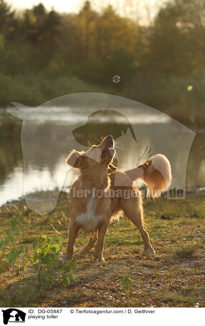 spielender Nova Scotia Duck Tolling Retriever / playing toller / DG-05887