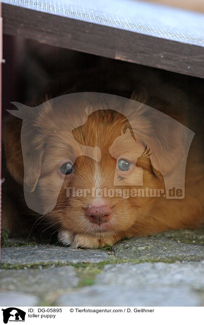 Nova Scotia Duck Tolling Retriever Welpe / toller puppy / DG-05895