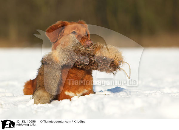 apportierender Nova Scotia Duck Tolling Retriever / retrieving toller / KL-10656