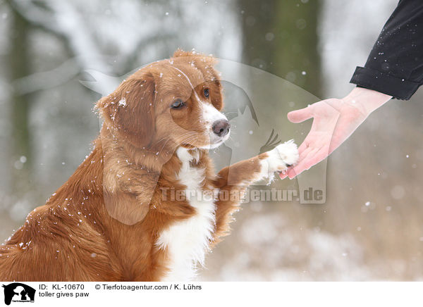 Nova Scotia Duck Tolling Retriever gibt Pftchen / toller gives paw / KL-10670