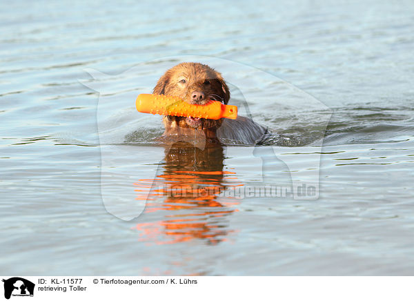 apportierender Nova Scotia Duck Tolling Retriever / retrieving Toller / KL-11577